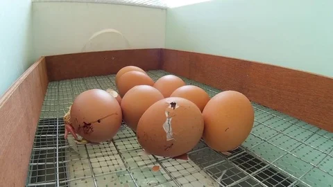 Chick hatching from the egg Stock Footage 75908738