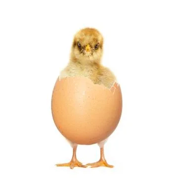 Chick hatching from egg Stock-Fotos