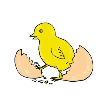 Chick Hatching Inside Egg Drawing Stock Illustration