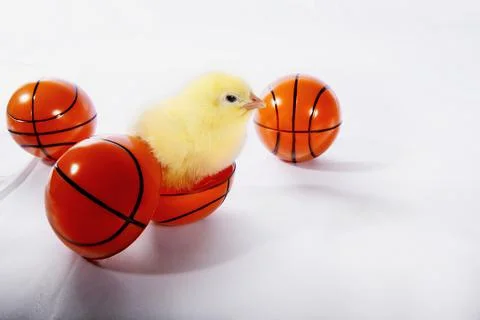 Chick Hatching From A Plastic Basketball Stock Photos