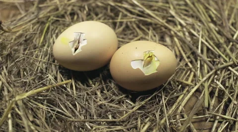 Chick hatching in a straw nest slow motion Stock Footage 48580435