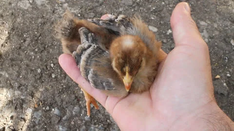 Chick held in hand Video stock 24728961