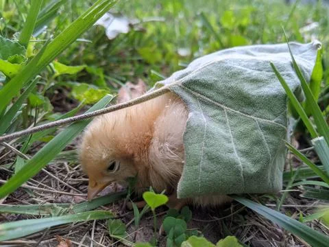 Chick Hiding Under a Leaf Stock Photos