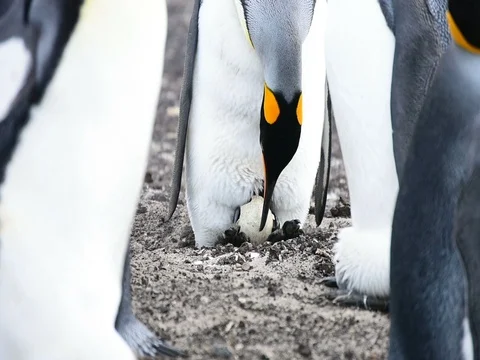 A chick of a King Penguin broke the egg and born 스톡 동영상 80466231