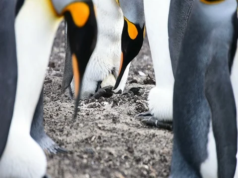 A chick of King penguin come out the egg Video stock 80473519