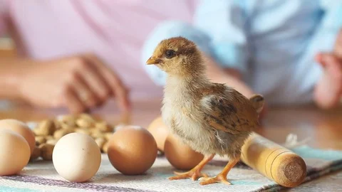 Chick is on the kitchen table next to whole eggs Stock Footage 80279836