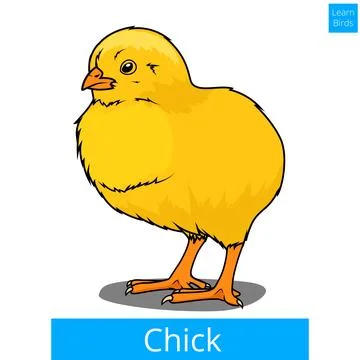 Chick learn birds educational game vector Illustrazione stock