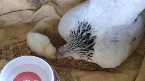 Chick learn how to eat from hen Stock Footage 64392162