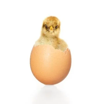 Chick looking out of egg Stock Photos