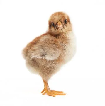 Chick looking to the side Stock Photos