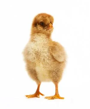 Chick looks 写真素材