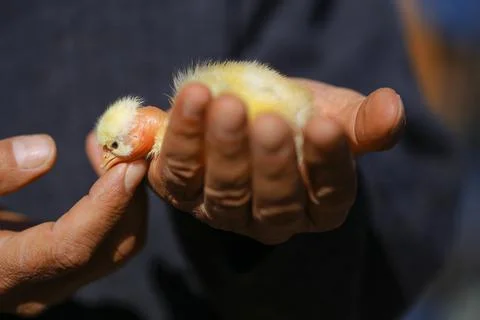 Chick macro on poultry in Cyprus Stock Photos