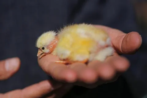 Chick macro on poultry in Cyprus Stock Photos