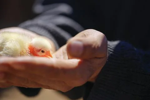 Chick macro on poultry in Cyprus Stock Photos