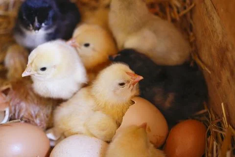 Chick macro on poultry in Cyprus Stock-Fotos