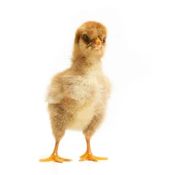 Chick makes big Photos