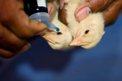 Chick Medication Stock Photos