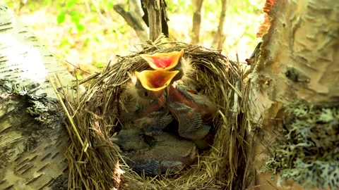 Chick in the nest Stock Footage 197048112