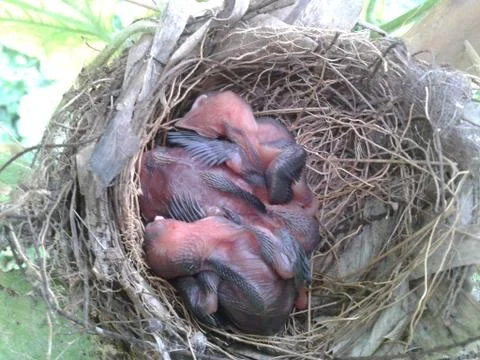 The chick in the nest Stock Photos