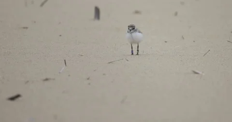 Chick with ornithological rings, endangered ringed plover, 4K slomo Stock Footage 258147639