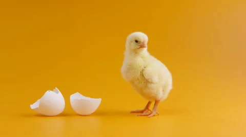 Chick out of the Egg Stock-Footage 47923914