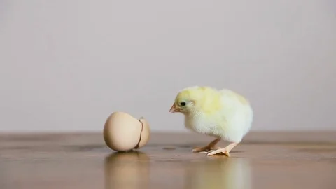 Chick out of the Egg with shell Stock Footage 73726516