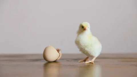 Chick out of the Egg with shell Stock Footage 73726636