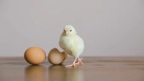 Chick out of the Egg with shell Stock Footage 73726782
