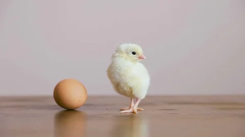 Chick out of the Egg with shell Stock Footage 73727019