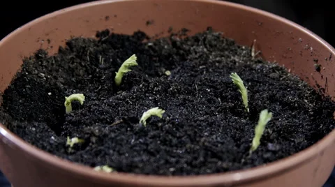 Chick-pea Growing Видео 56322534