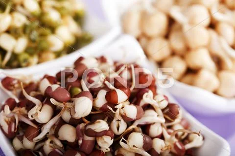 Chick pea, mung bean and azuki bean sprouts Stock Photos