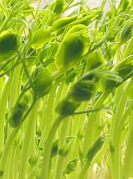 CHICK PEA SHOOTS Stock Photos