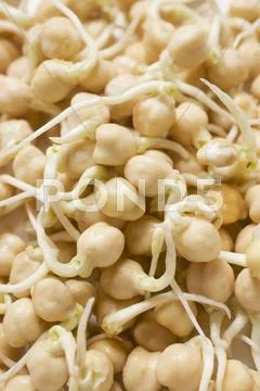 Chick-Pea Sprouts (Full-Frame)