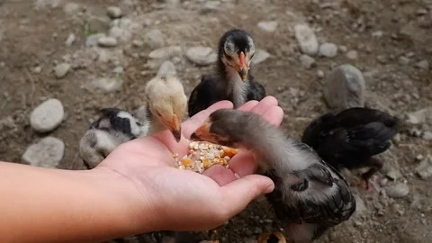 The chick pecks at the food in his hand Stock Footage 282923252