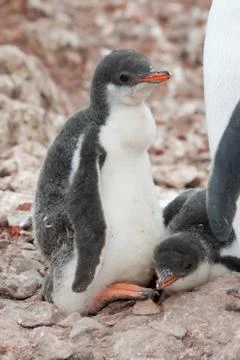 Chick penguin Stock Photos