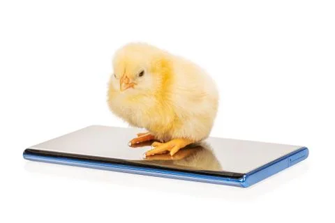 Chick on the phone Stock Photos