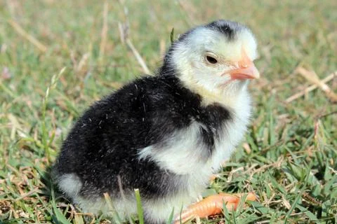 Chick Stock Photos