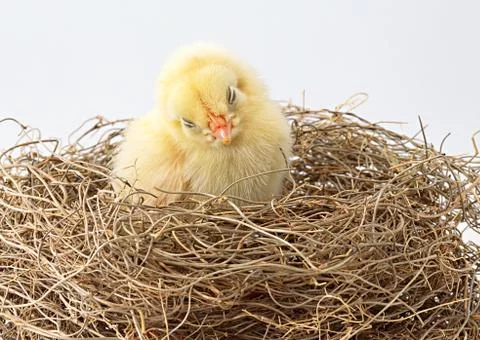 Chick Stock Photos
