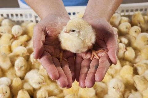 Chick Stock Photos