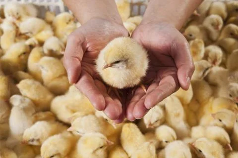 Chick Stock Photos