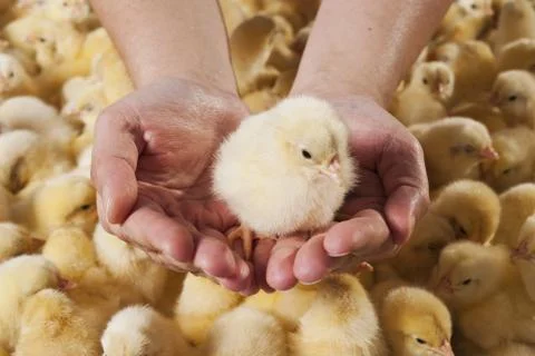 Chick Stock Photos