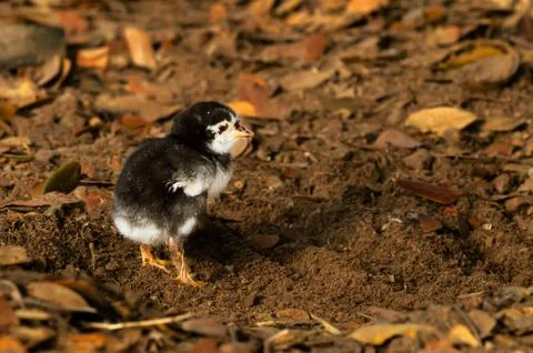 Chick Stock Photos