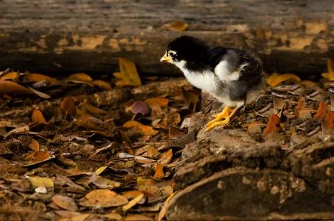 Chick Stock Photos