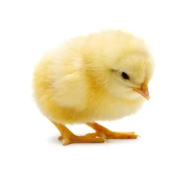 Chick Stock Photos