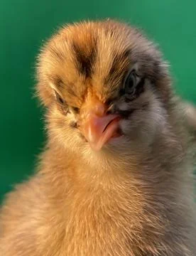 Chick Foto stock