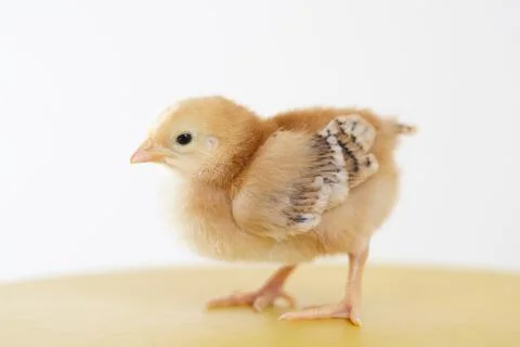 Chick Stock Photos
