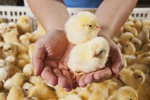 Chick Stock Photos