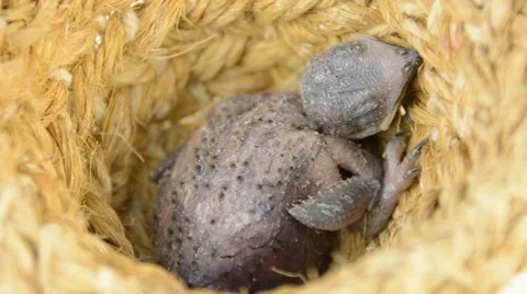 Chick pigeon in the nest Stock-Footage 67946817