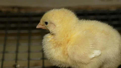 Chick at the poultry farm. Stock Footage 185419578