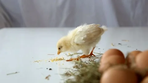 Chick poultry forage small chicken egg Stock Footage 67830692